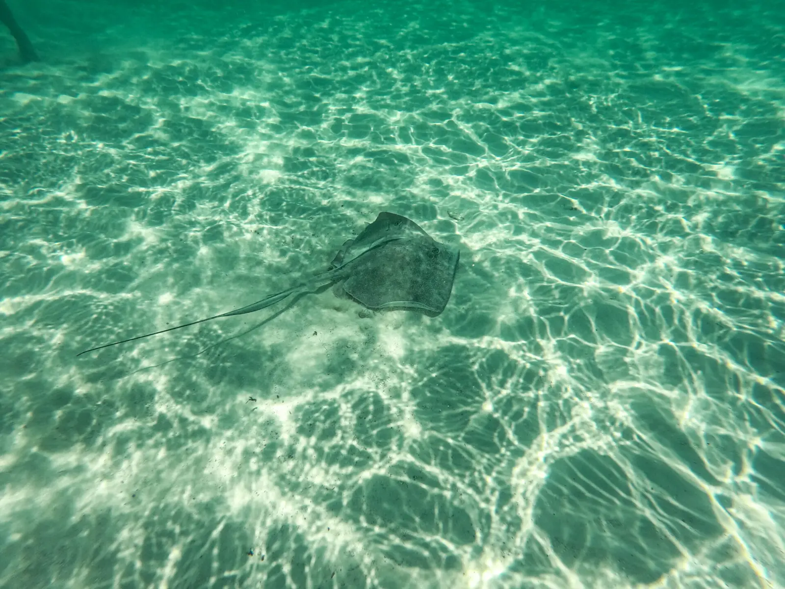 Stingray gliding over sunlit sand ripples in clear shallow water