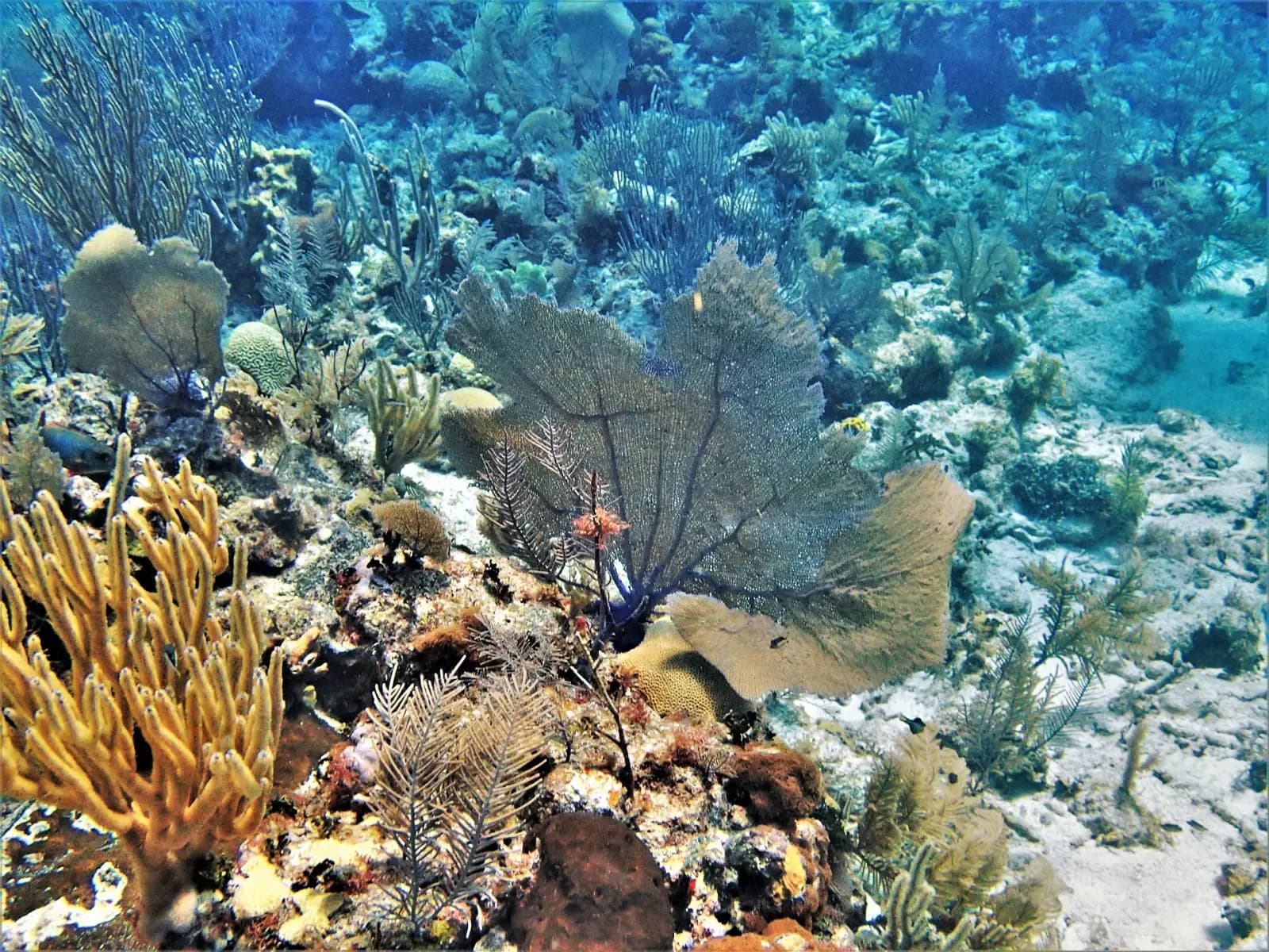 Shallow reef with sea fans and branching yellow soft corals over white sand