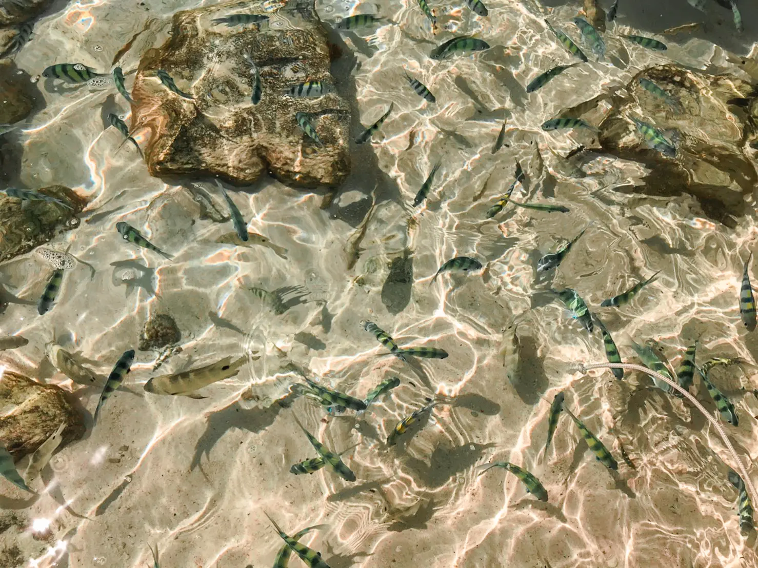 Small striped fish darting over sand and rocks in sunlit, glass-clear shallows