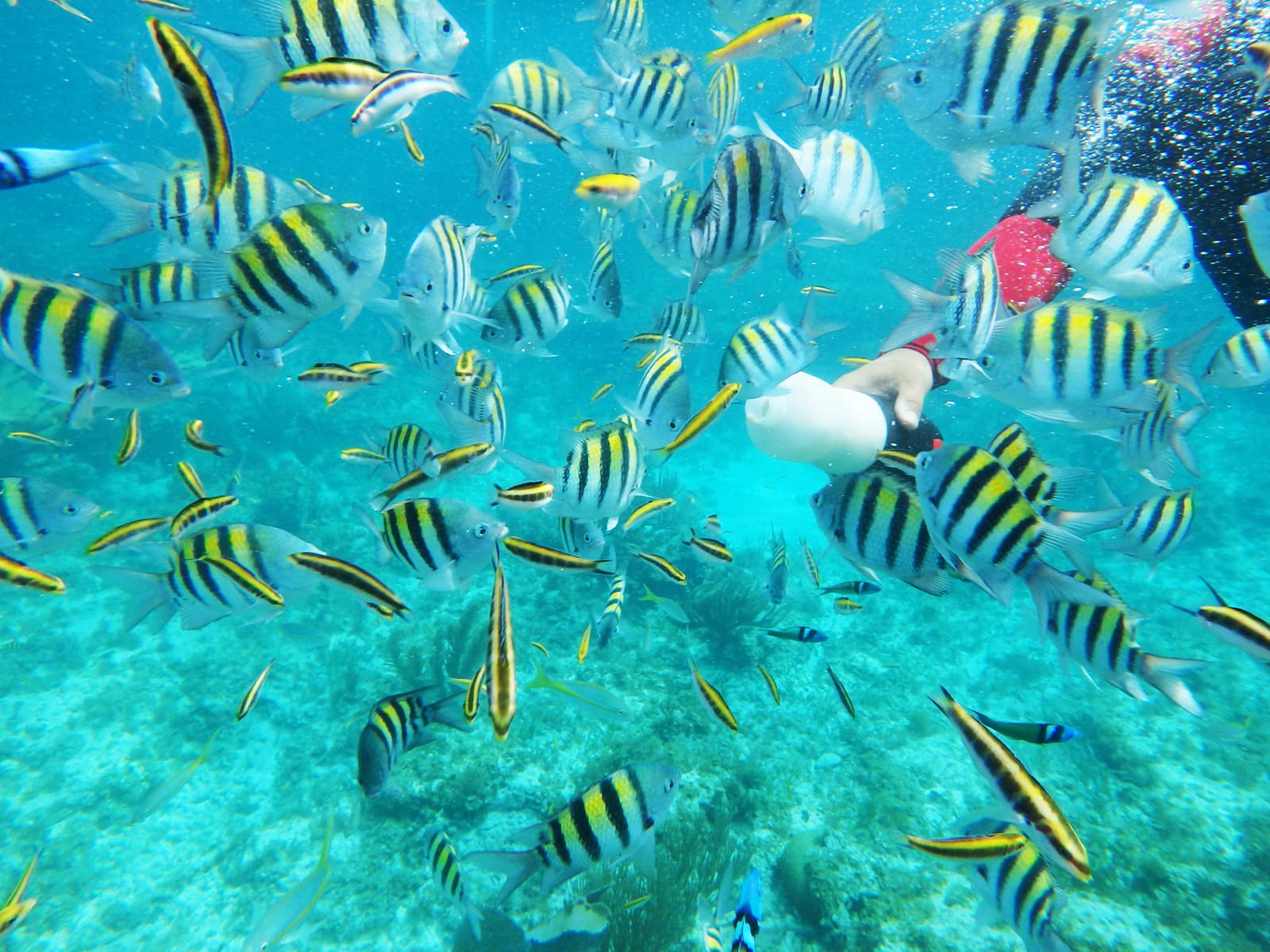 Dense school of yellow and black striped fish swirling around a snorkeler in clear water