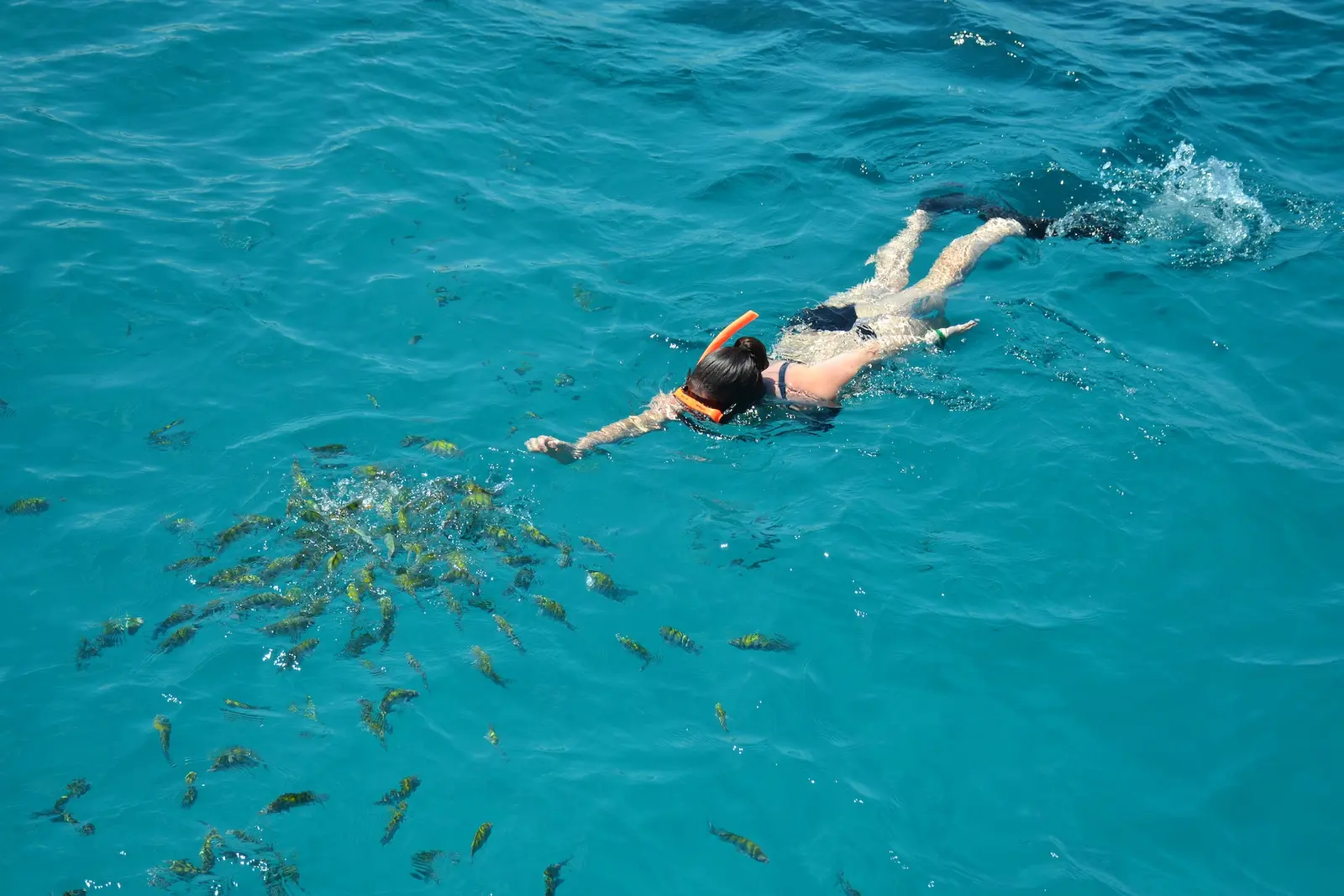 Marine Park Snorkel (10:30) Anchor at the protected reef — spot parrotfish, angelfish, sergeant majors, sea turtles & vibrant coral
