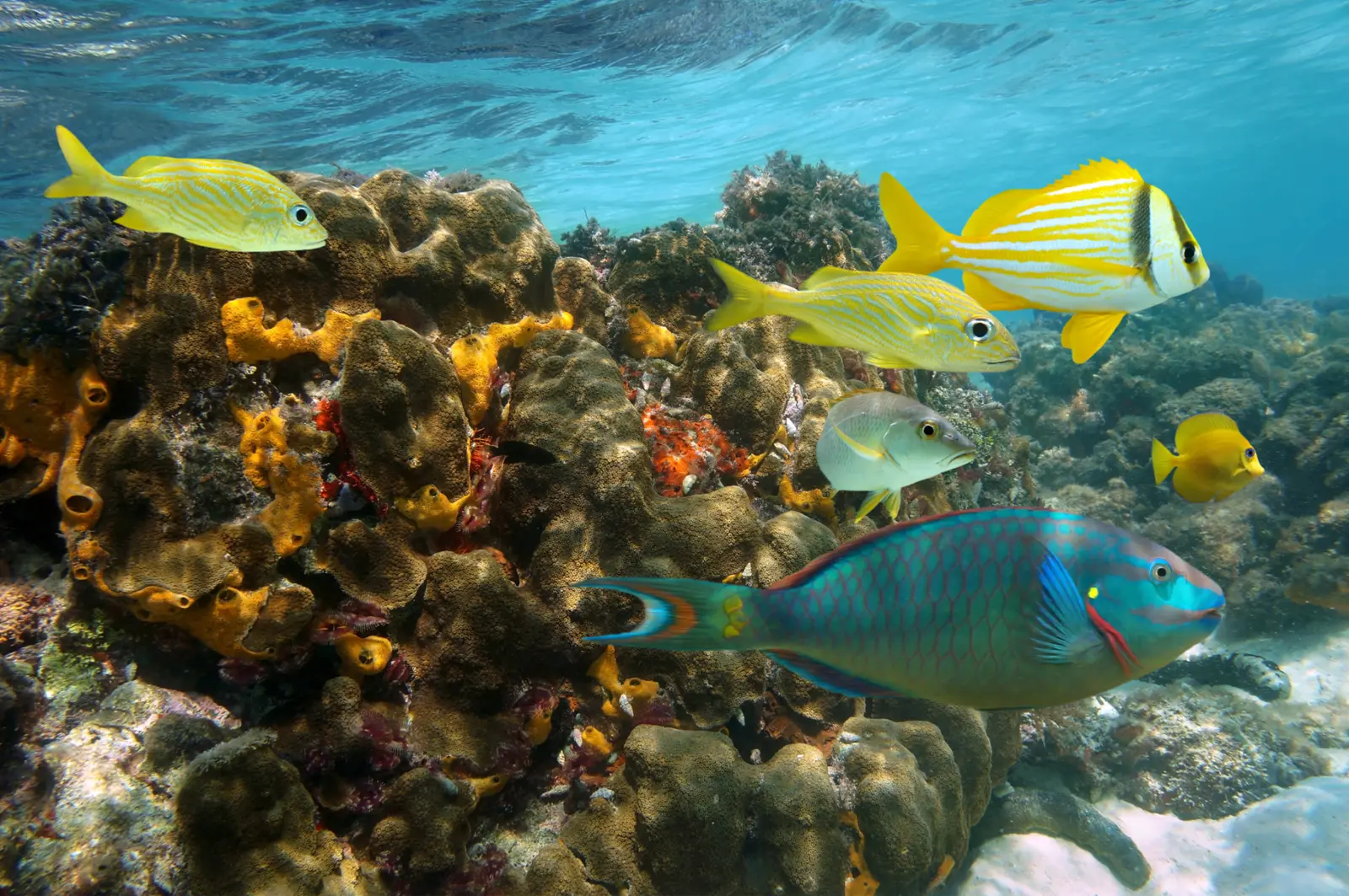 Snorkel Stop (13:00 PM) Anchor at protected coral reef — 30-40 minutes guided snorkeling