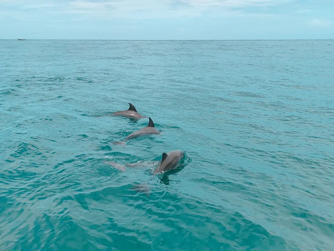 Mai Ton crossing → Koh Rang Yai → return Watch for wild dolphins riding the bow wave, then a swim stop and beach time at Koh Rang Yai before the return transfer.