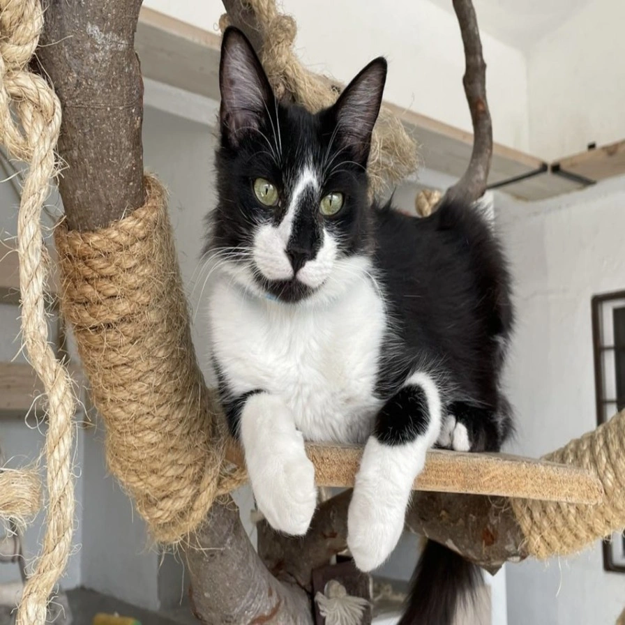 Visit the Los Cabos Humane Society