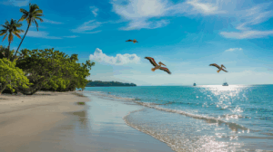 A serene beach scene with clear blue waters, palm trees, and pelicans flying over the shore, while boats are visible in the distance.

