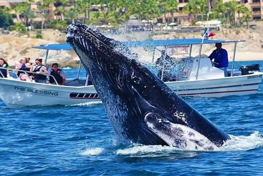 4. Go Whale Watching (Seasonal)