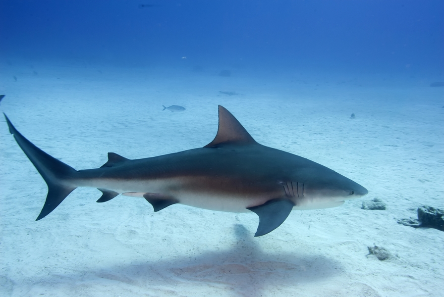 Bull Sharks