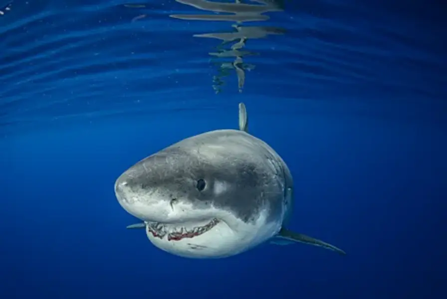 Great White Sharks