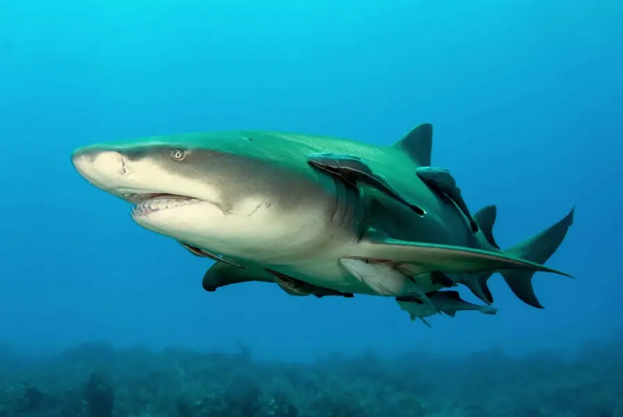 Other Sharks: Blacktip and Lemon Sharks