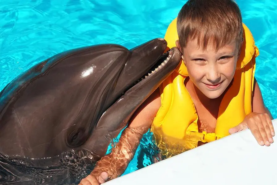 Visit Cabo Dolphins for a Memorable Encounter