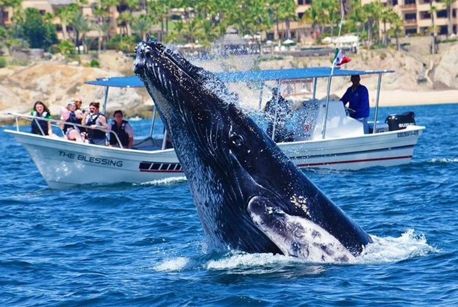 2. Whale Watching Tours – A Magical Experience for Kids