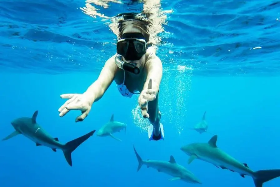 1. Swim with Sharks