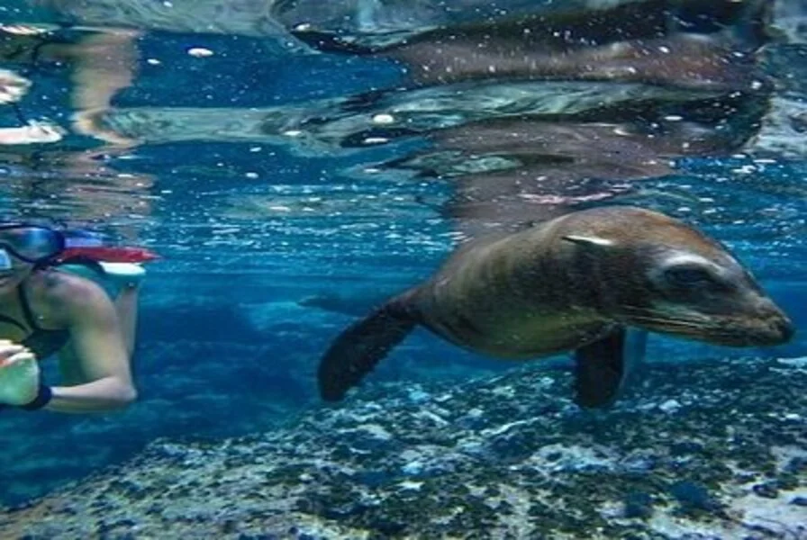 3. Pelican Rock – Snorkel with Playful Sea Lions