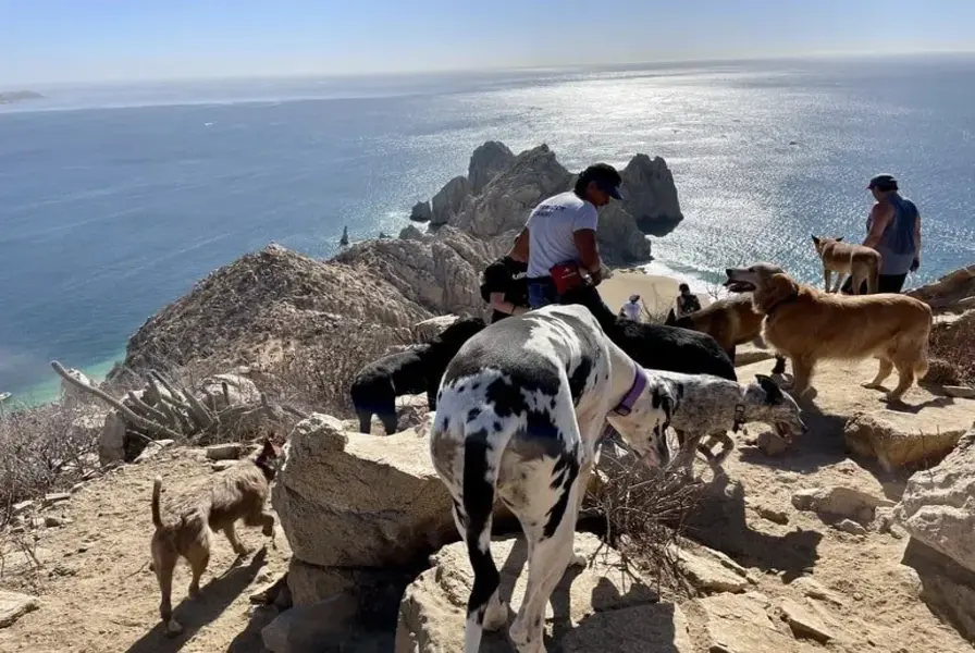 5. Hike Mt. Solmar with Rescue Dogs