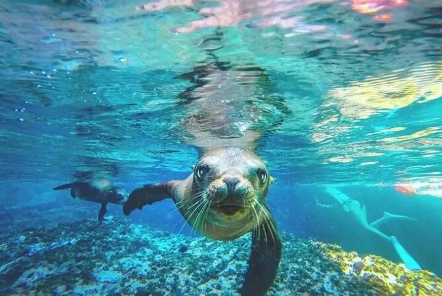 6. Snorkel with Sea Lions at Espiritu Santo