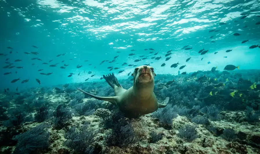 2. Known as the “Aquarium of the World” — Thanks to Jacques Cousteau