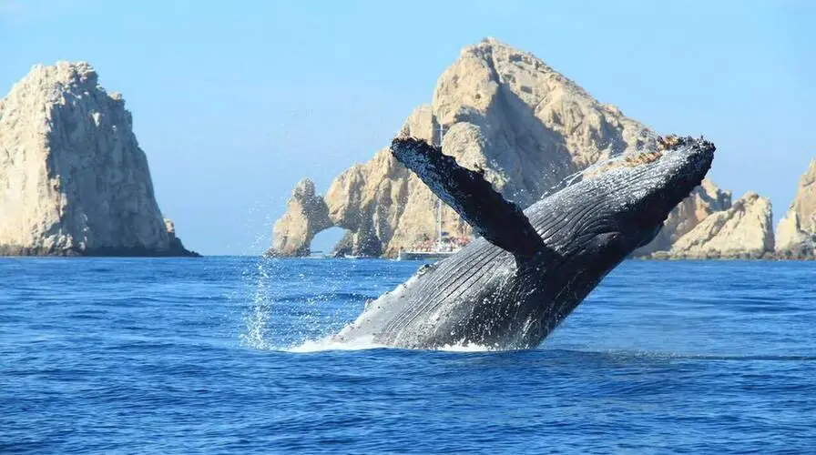3. Whale Watching and Marine Wildlife