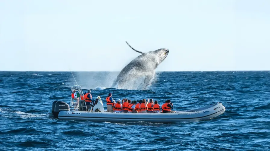 2. Whale Watching Tours (Seasonal)
