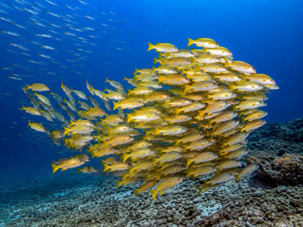 Large school of yellow snapper swimming above a coral reef in the crystal-clear waters of the Sea of Cortez, known as the World's Aquarium.