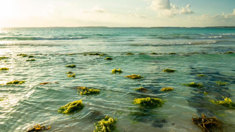 Patches of green seaweed floating in clear turquoise water along the Cancun shoreline at sunset.