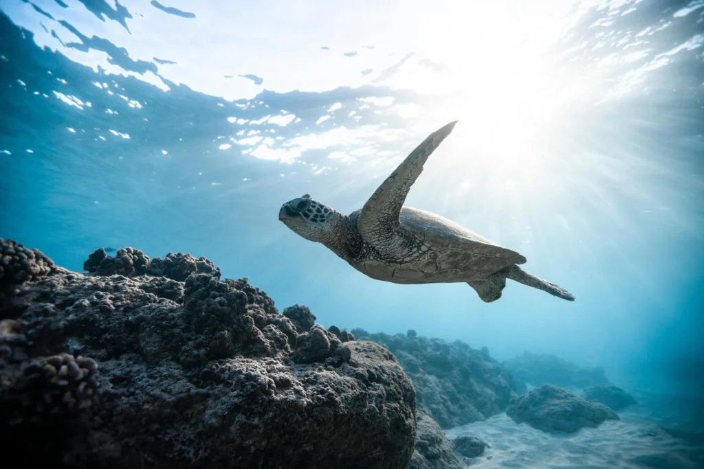 Graceful turtle gliding through sunlit waters!
