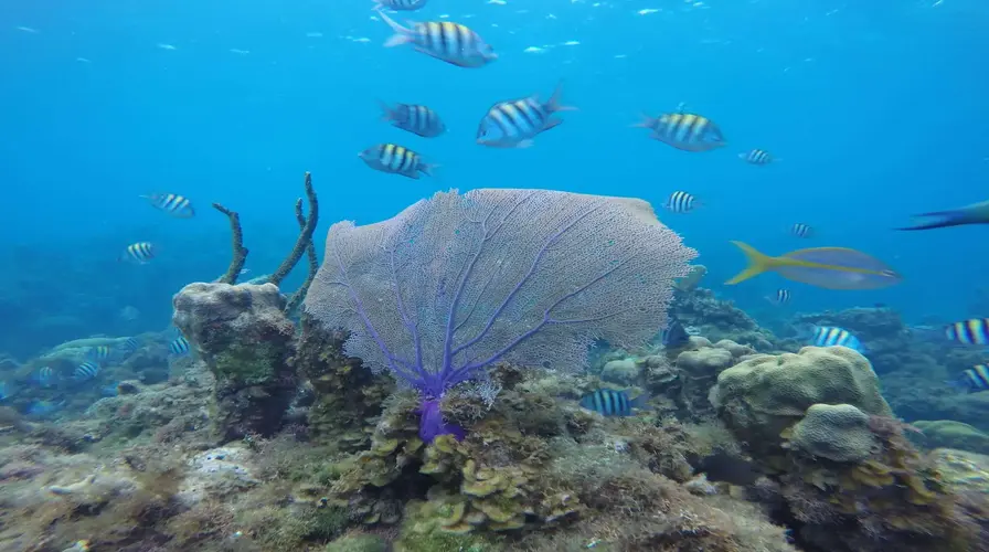 1. Dive into Marine Wonders - Top Things to Do in Montego Bay in March