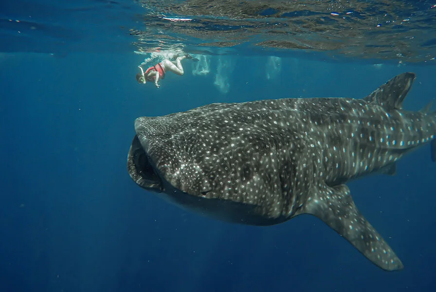 2. Whale Shark Snorkeling Adventure