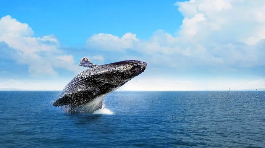 3. Whale Watching Tours from Samaná Bay - Top Things to Do in Dominican Republic in February