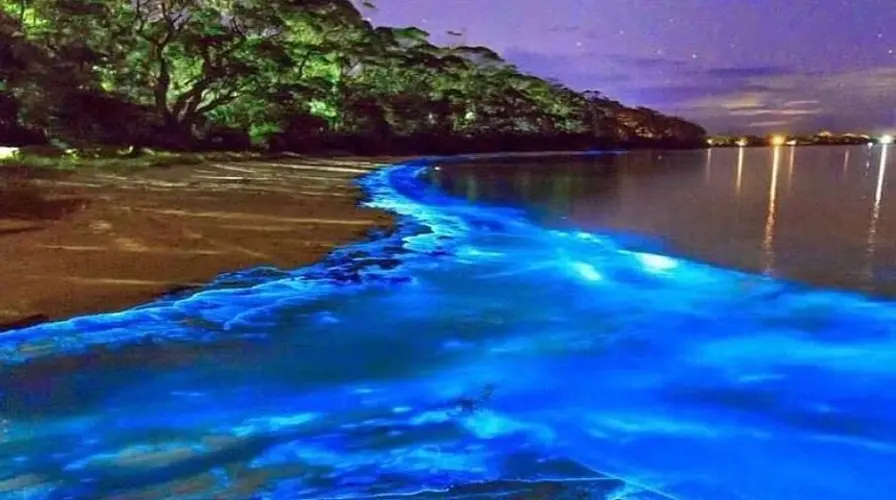 4. Luminous Lagoon - Best Things to Do in Montego Bay in May