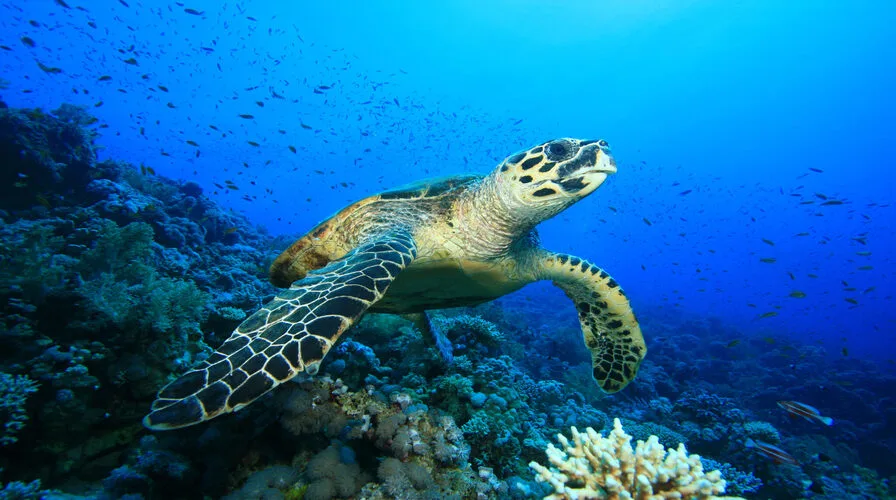 8. Discover Jamaica’s Marine Life with Private Yacht Charters