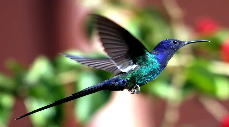 Fact 14 Our National Bird is a Helicopter - Fun Facts About Jamaica