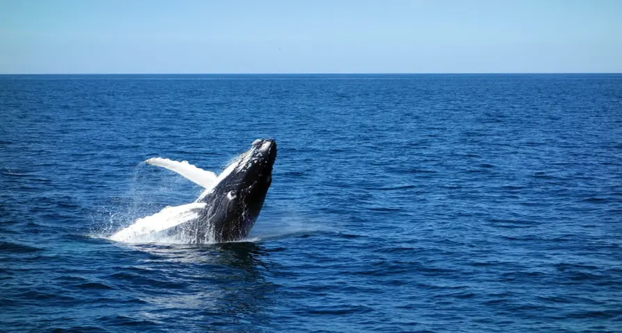 Fact 3: A Prime Spot for Whale Watching (January to March)