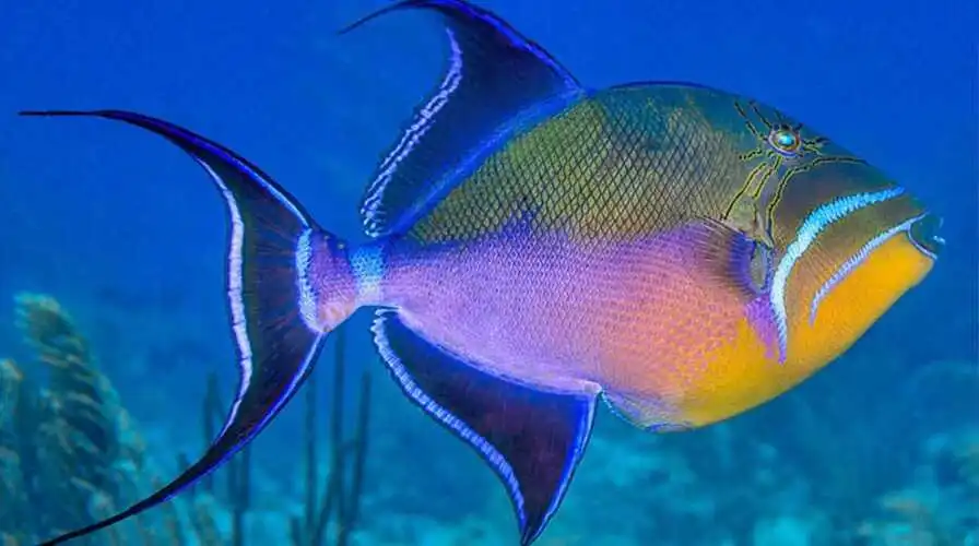 Fact 3 The Queen Triggerfish Owns the Reef - Fun Facts About Jamaica