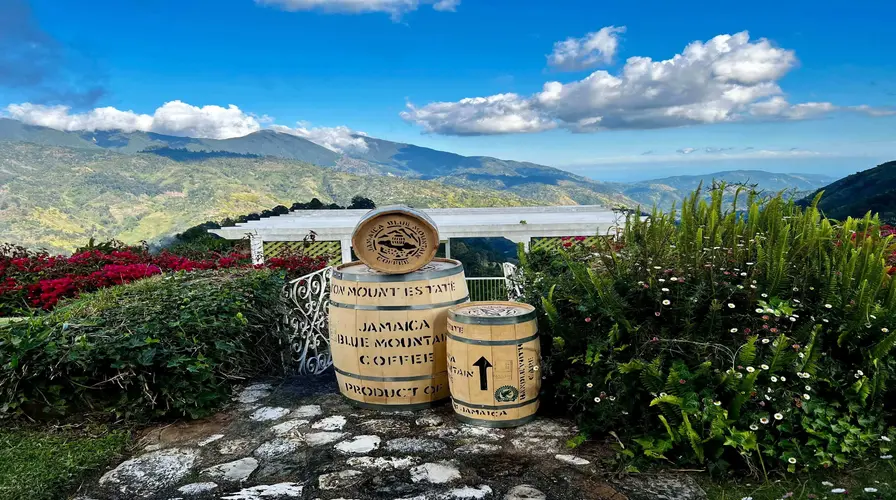 Fact 6 Our Coffee Rules the World - Fun Facts About Jamaica