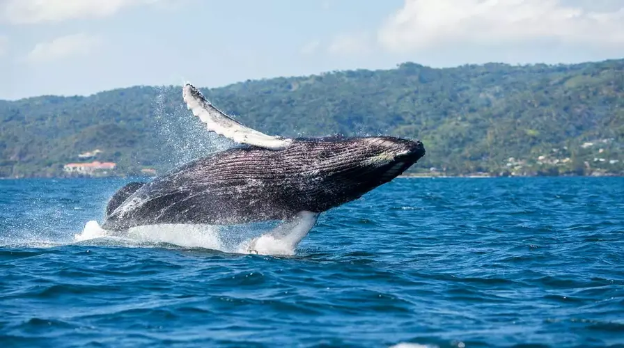 Whale Watching in Samaná Bay (Seasonal) - Cultural and Historical Must-Sees - things to do in Dominican Republic