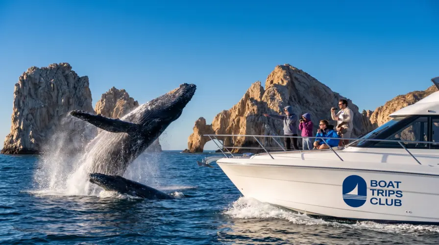 Why January Is Peak Whale Watching Season in Los Cabos - Cabo San Lucas Weather in January