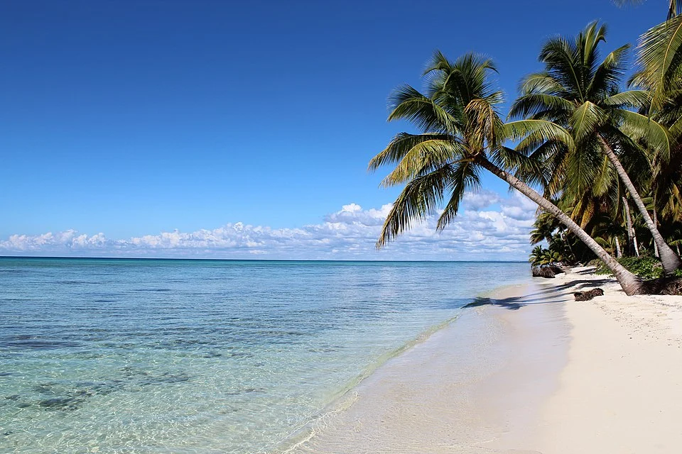 Palm-lined white sand beach with crystal-clear turquoise water on Saona Island, Dominican Republic.