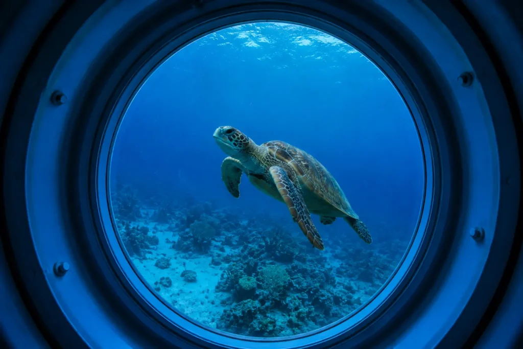 Sea turtle swimming over the coral reef at El Cielo, one of the best things to do in Cozumel for snorkeling and marine life.