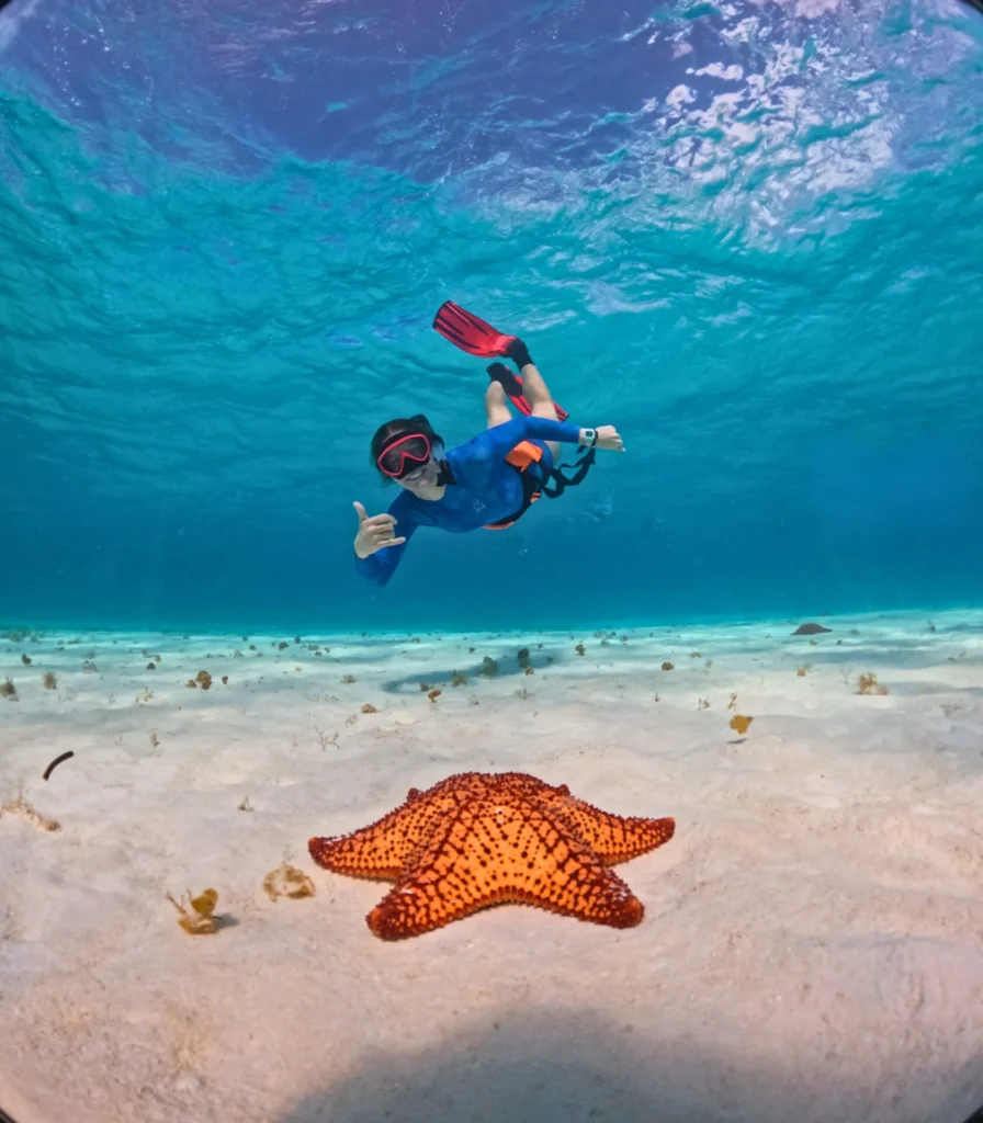 Snorkeler swimming above a sandy seabed with a large orange starfish in clear turquoise underwater conditions.
